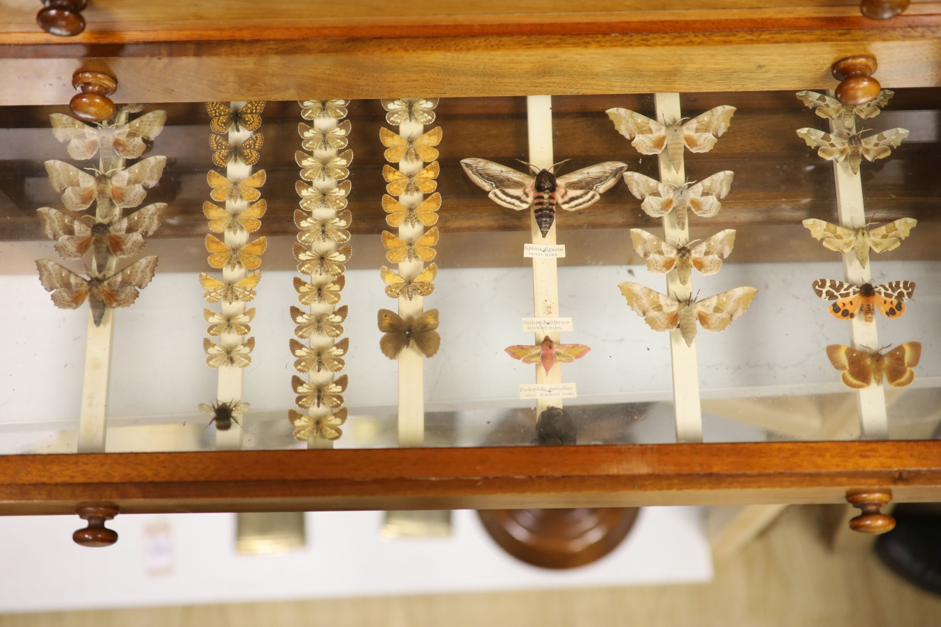 A Victorian mahogany collector’s cabinet of African moth and butterfly specimens, four drawers, cabinet 40 cms high x 71cms wide.
